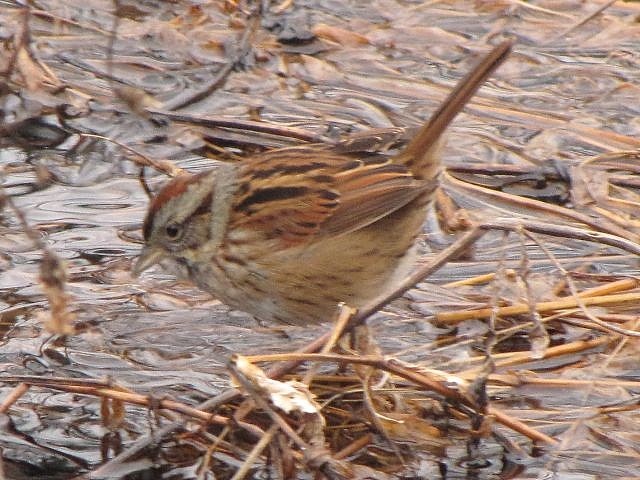Swamp Sparrow